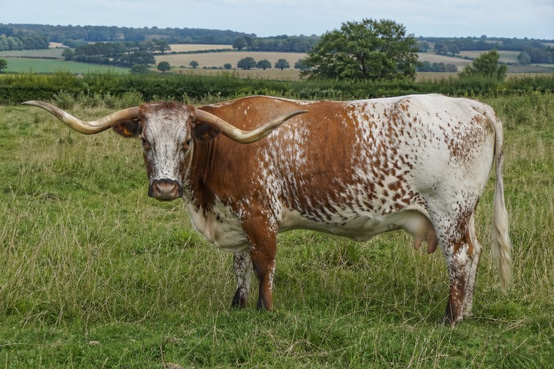 Longhorn