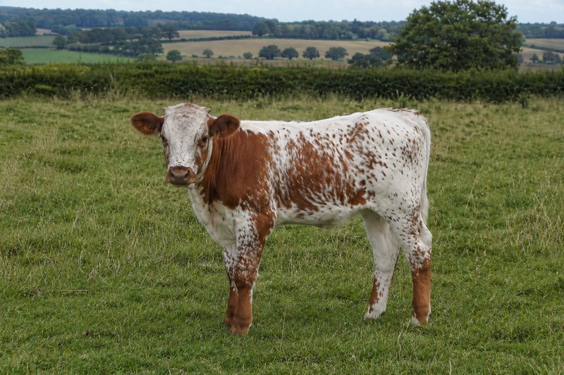 Photo Longhorn
