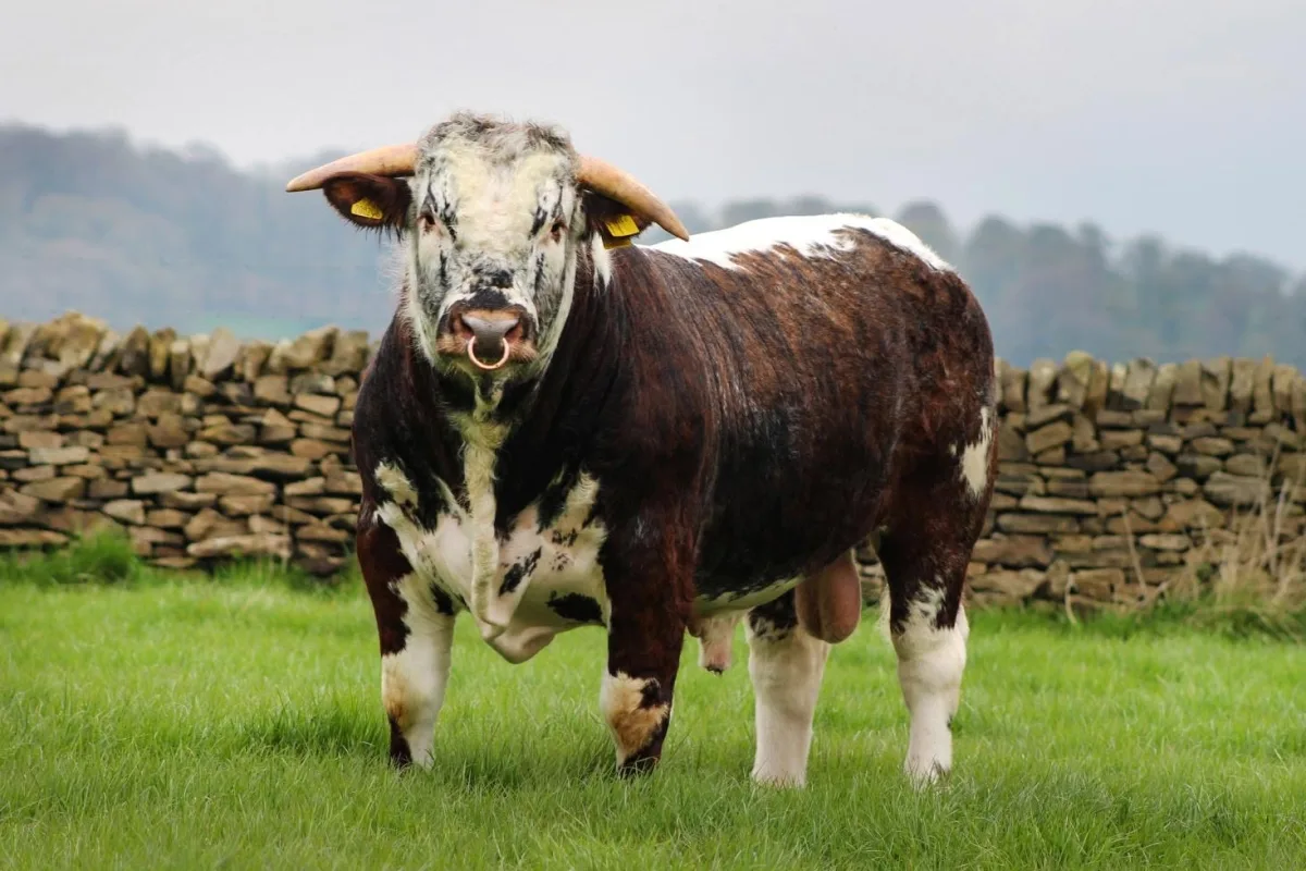 Longhorn anglaise