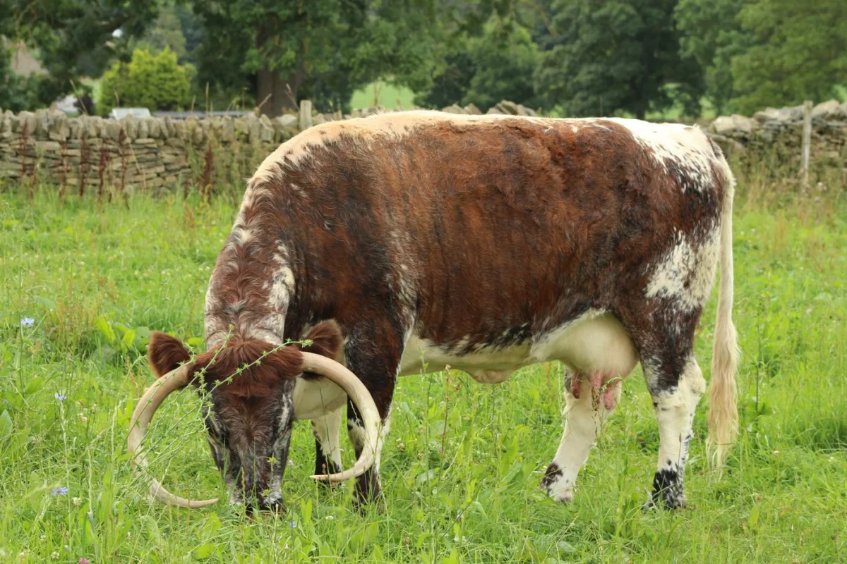 Longhorn anglaise