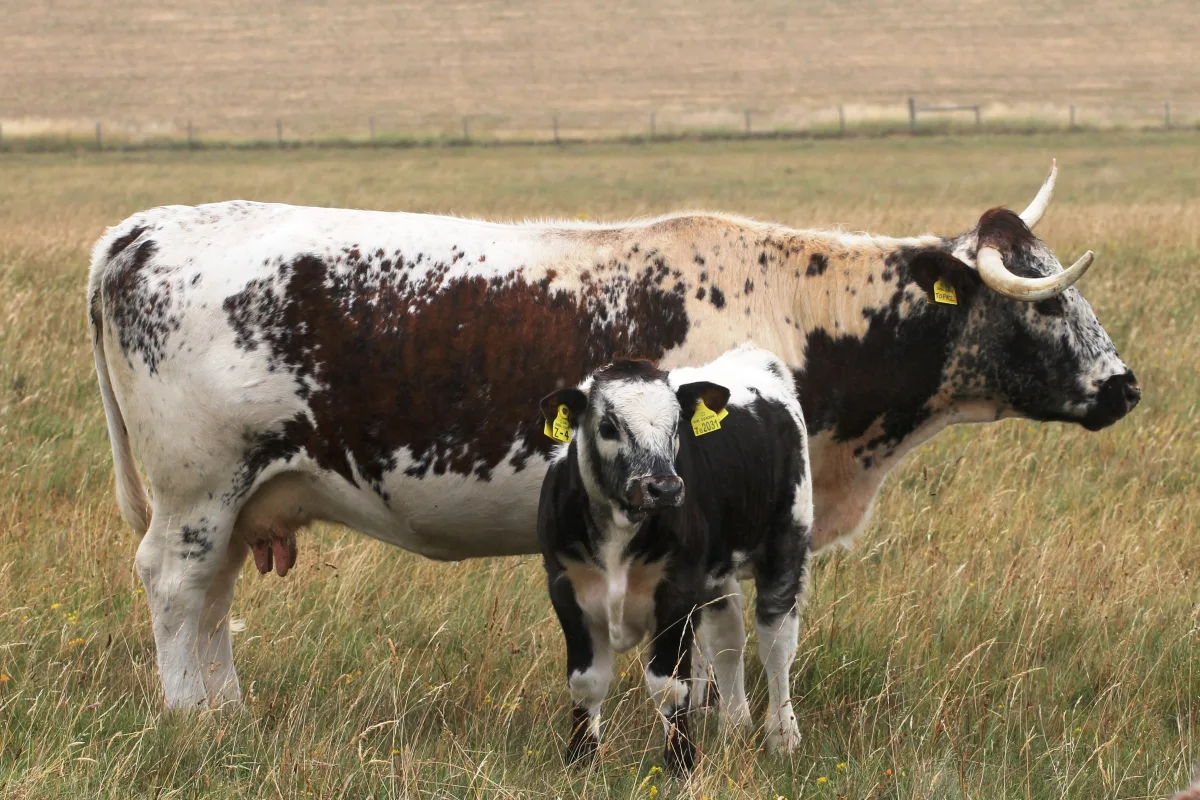 Longhorn anglaise