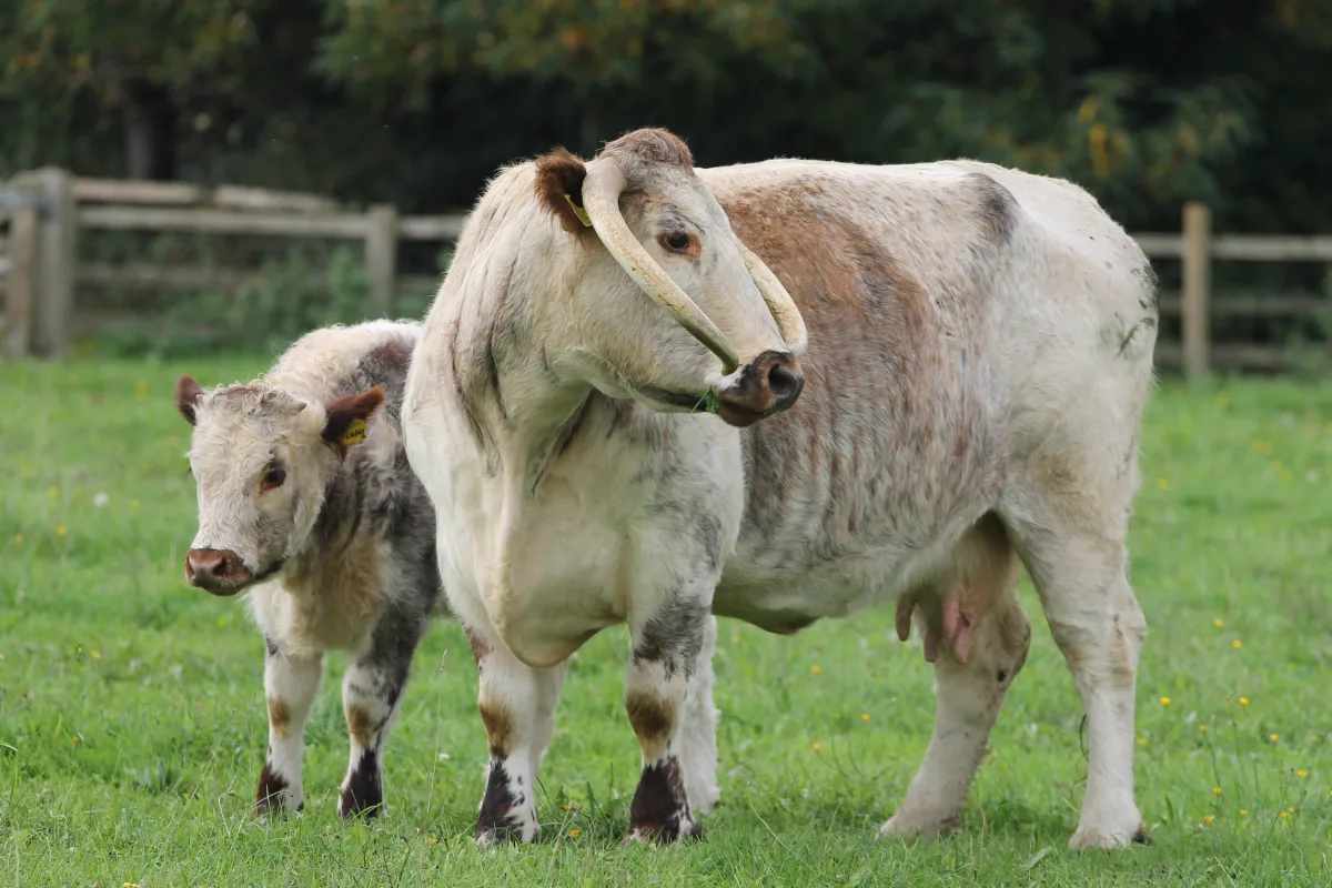 Longhorn anglaise