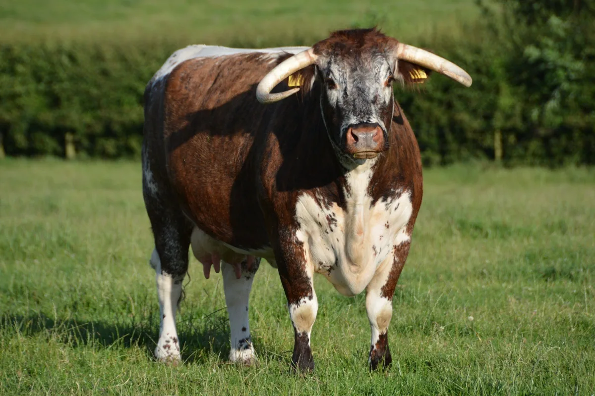 Longhorn anglaise