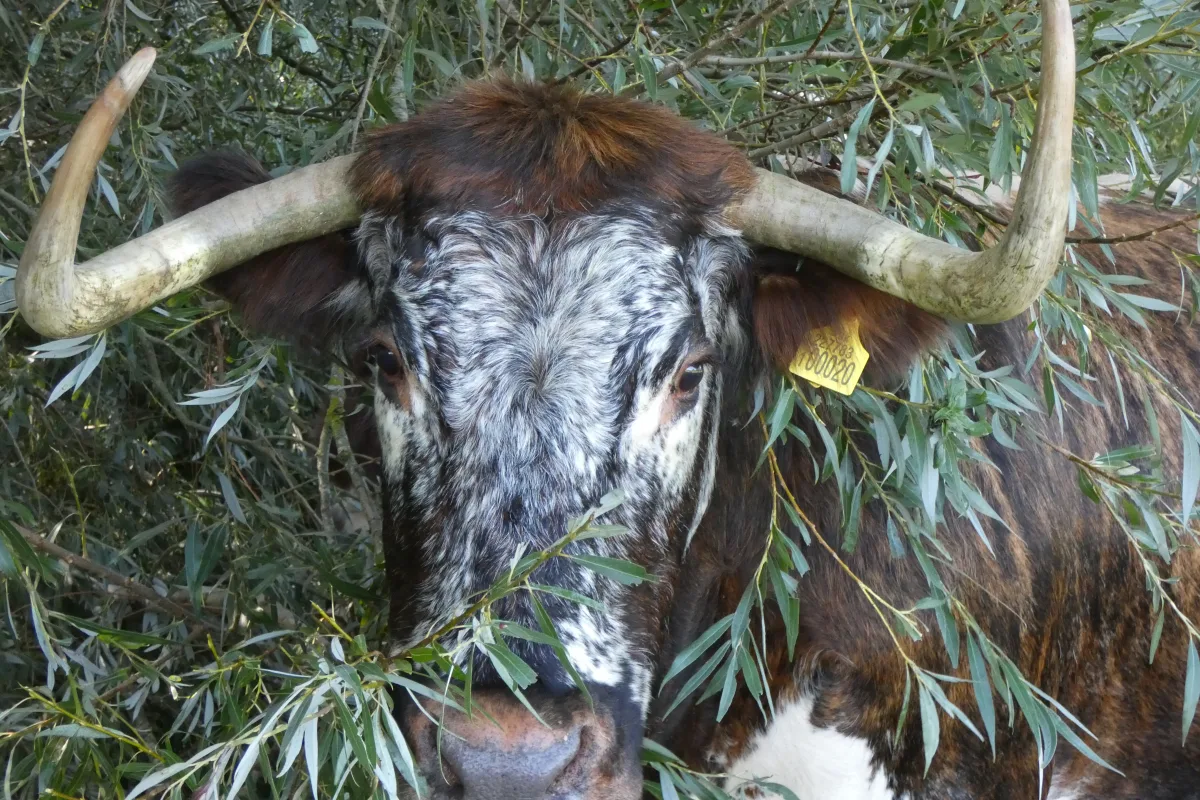 Longhorn anglaise