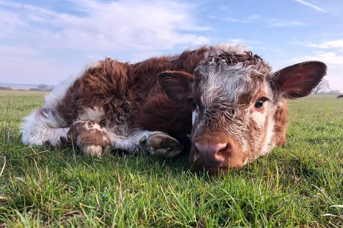 Longhorn anglaise