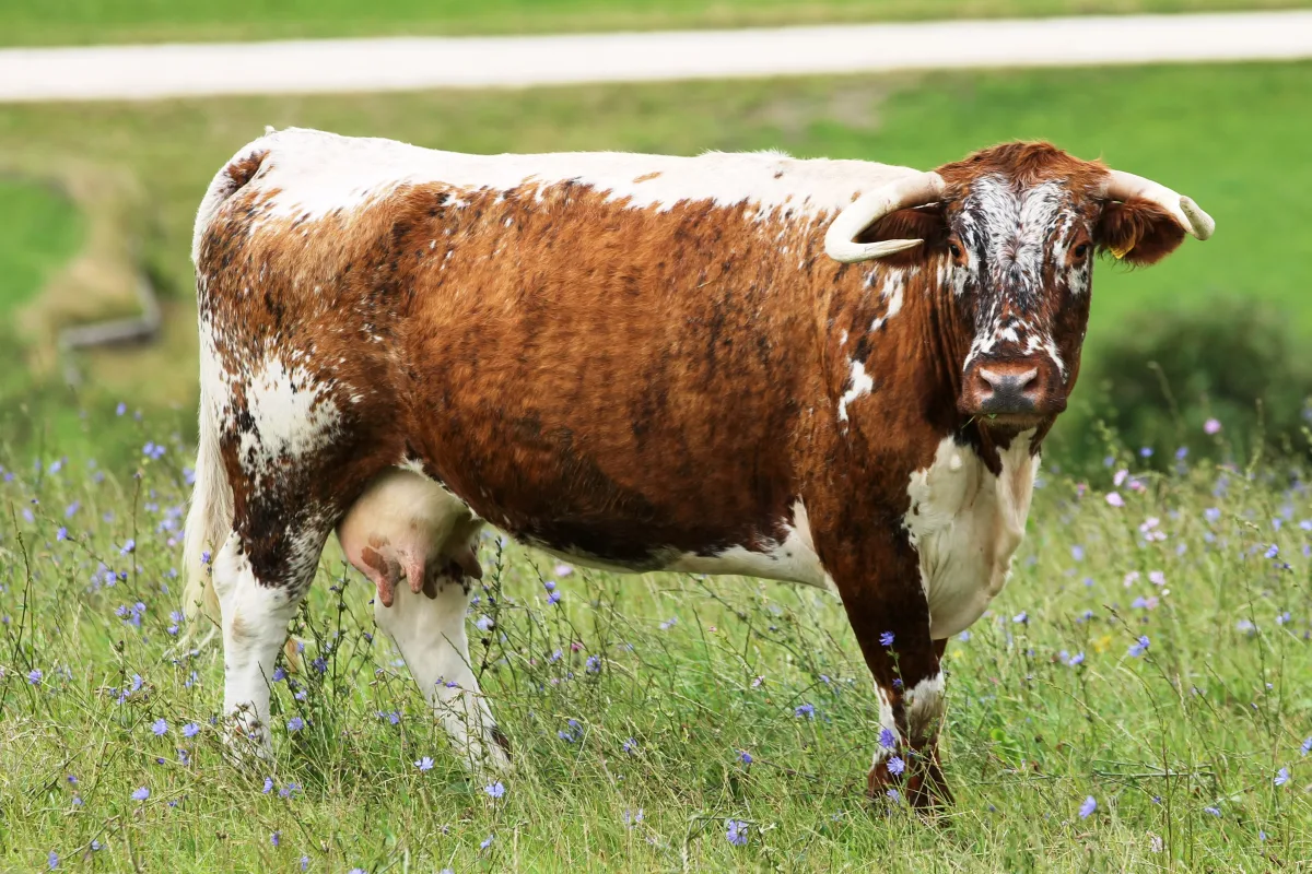 Longhorn anglaise
