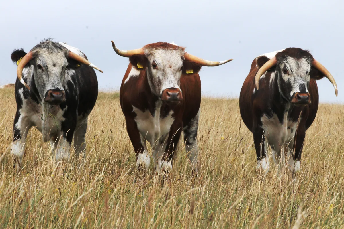 Longhorn anglaise