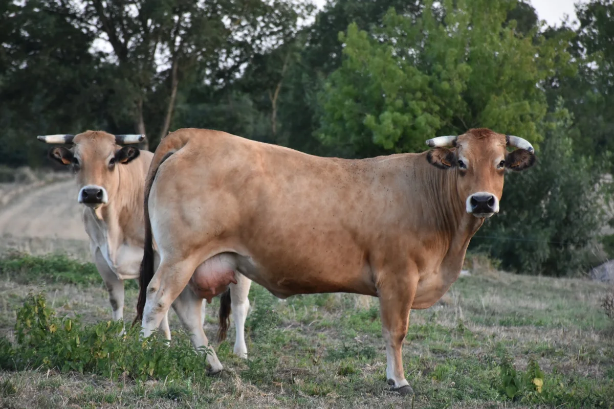 Parthenaise