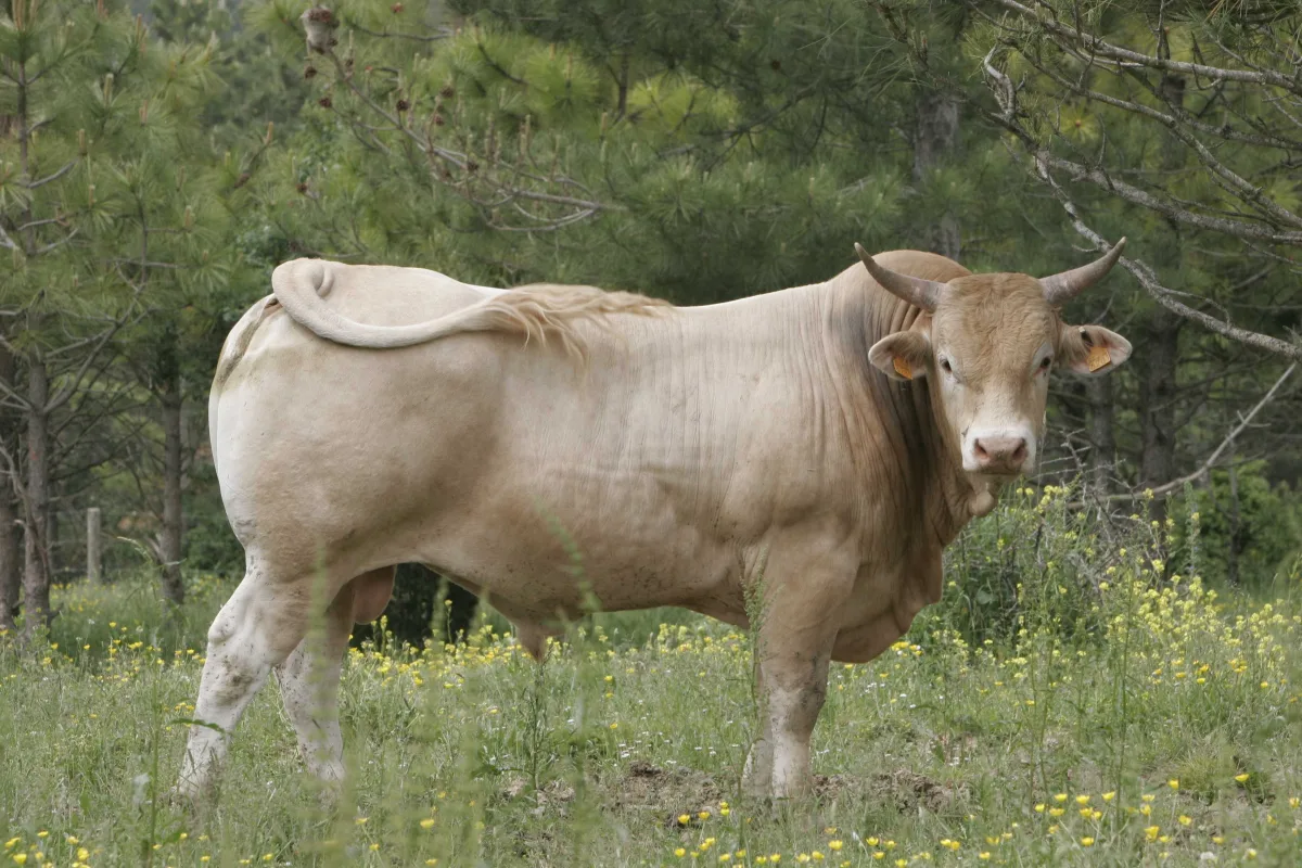 Pirenaica