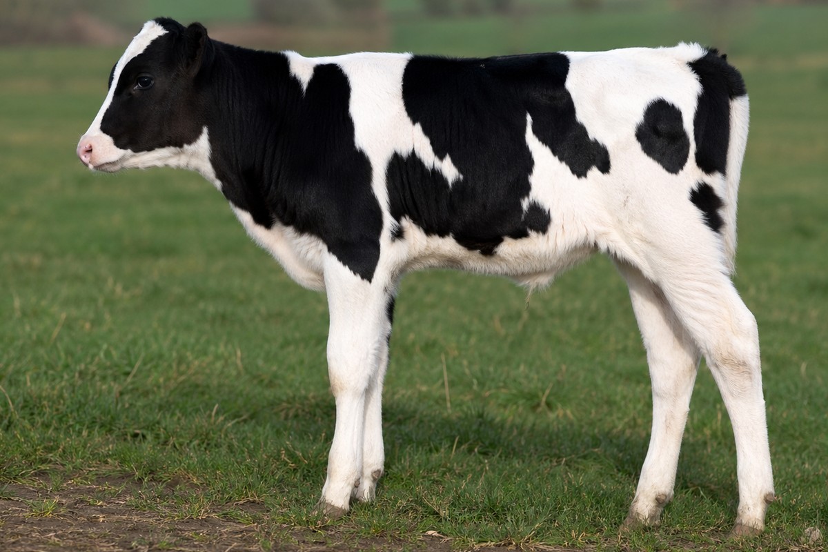 Photo Prim'Holstein