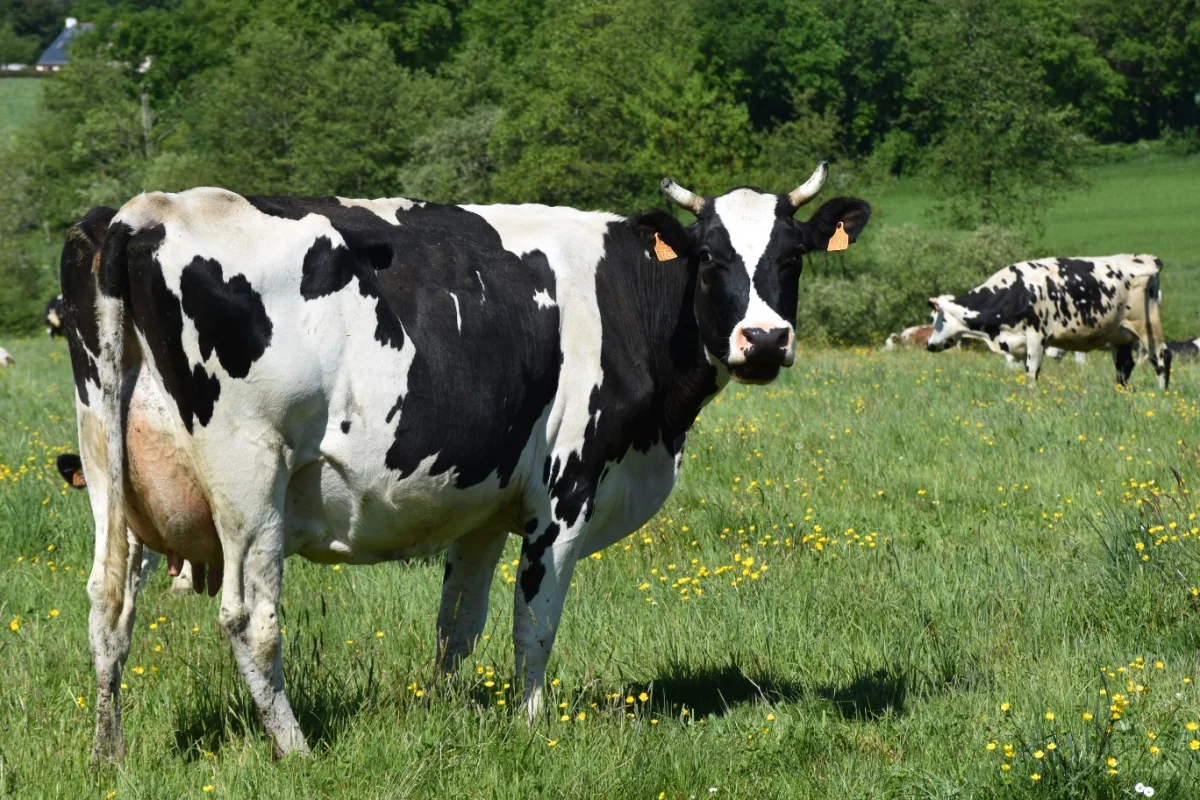 Prim'Holstein