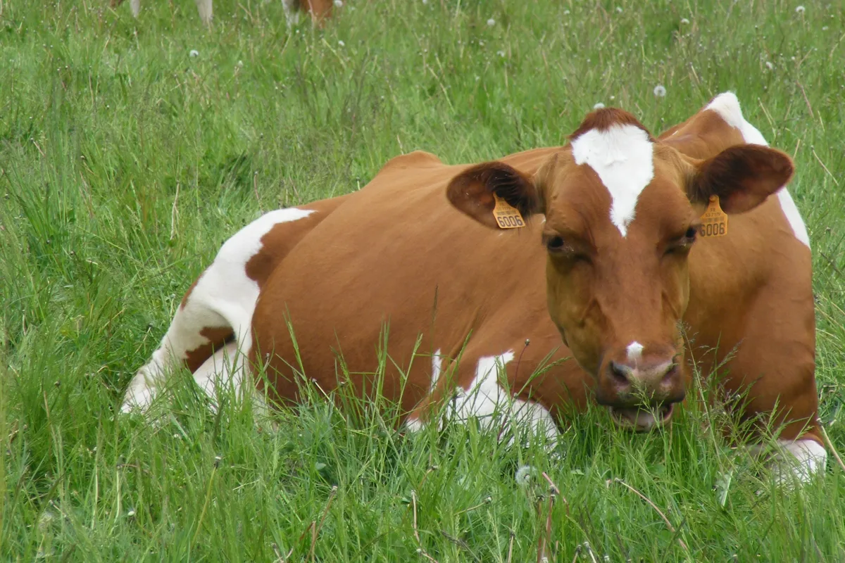 Prim'Holstein