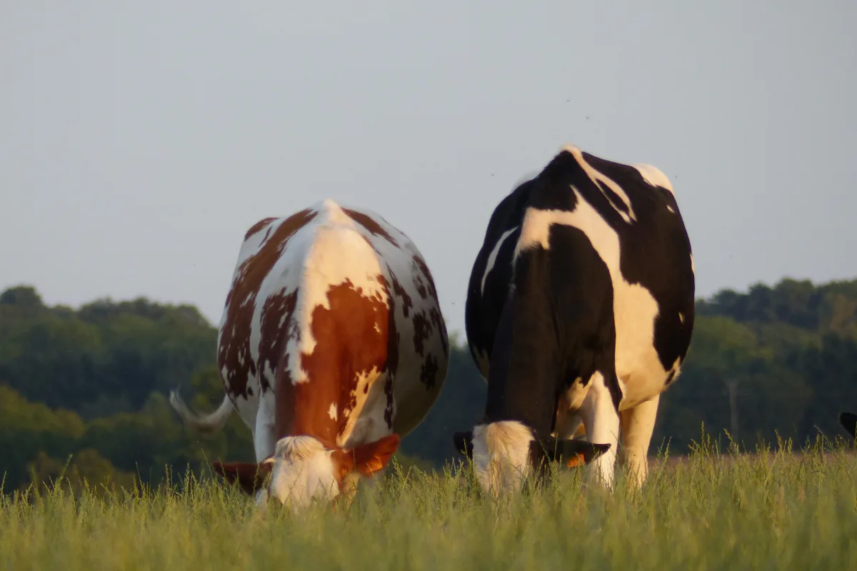 Prim'Holstein