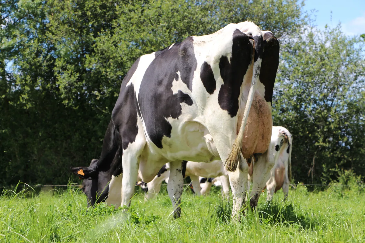Prim'Holstein