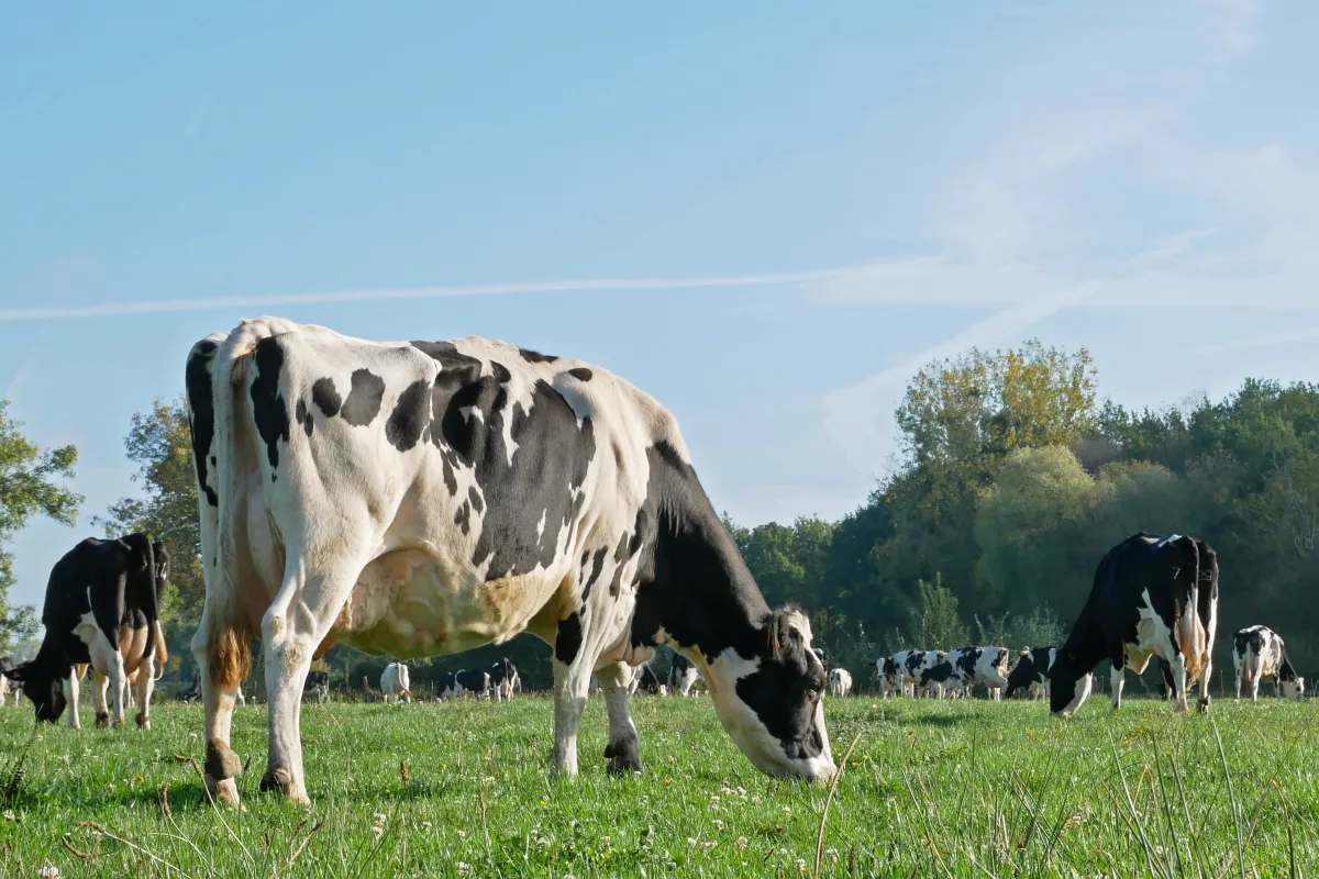 Prim'Holstein