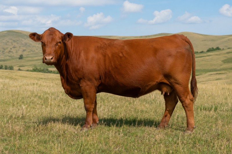 Red Angus