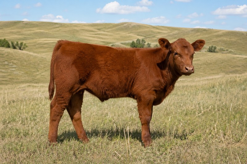 Photo Red Angus