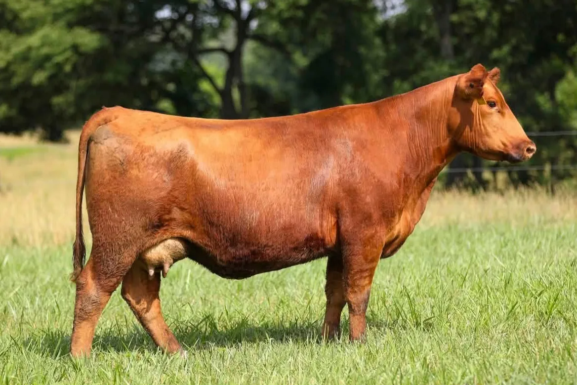 Red Angus