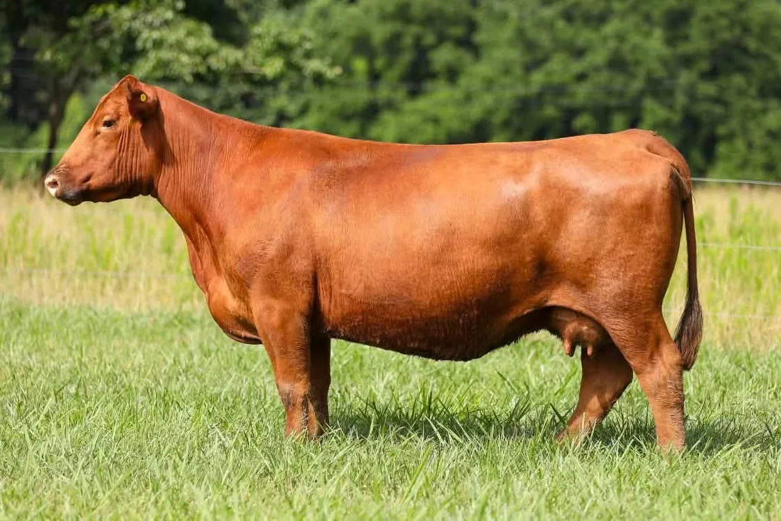 Red Angus