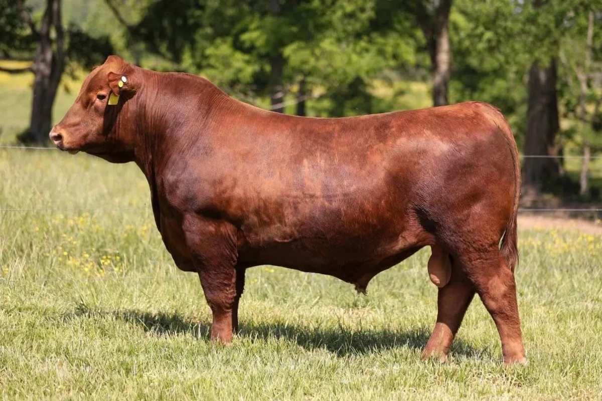 Red Angus