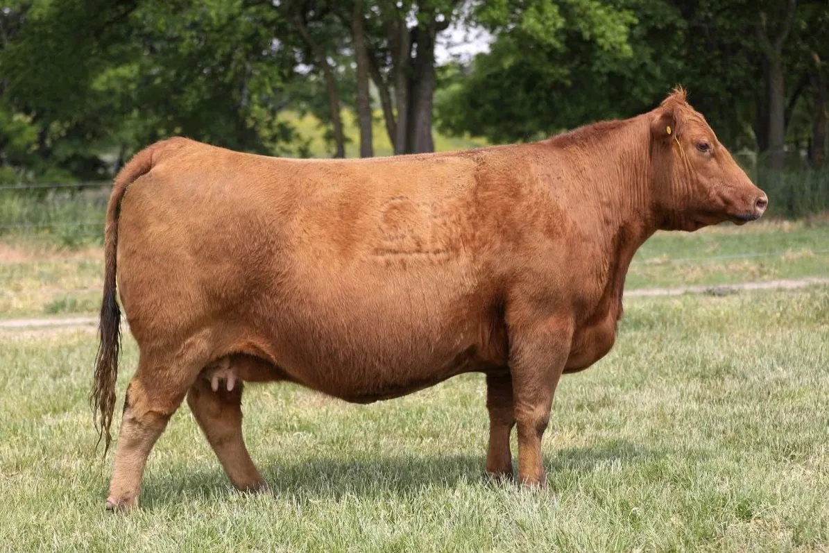 Red Angus