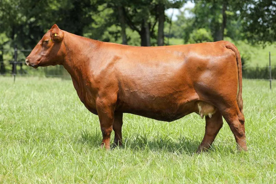 Red Angus