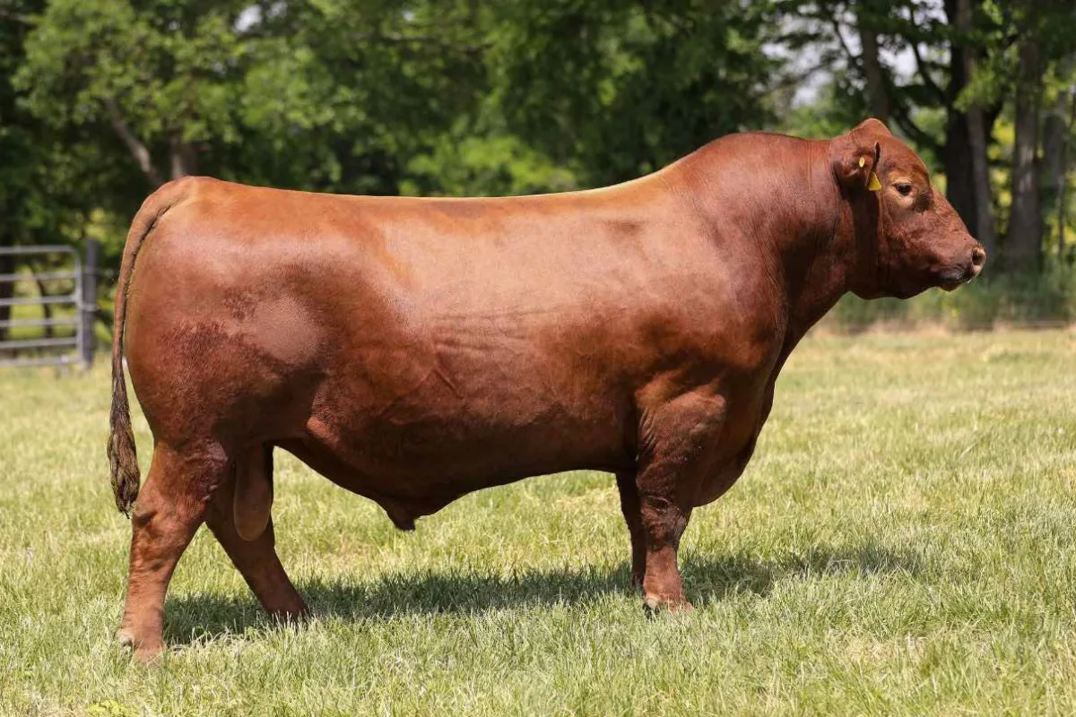 Red Angus