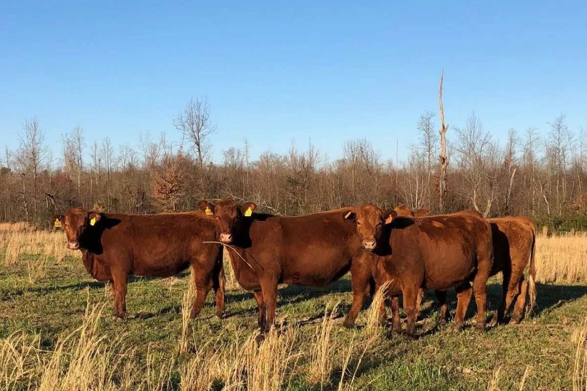 Red Angus