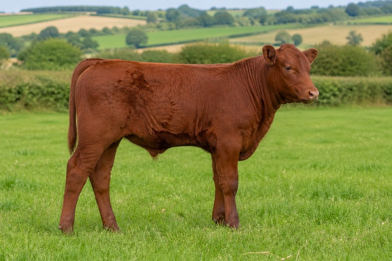 Photo Red Poll