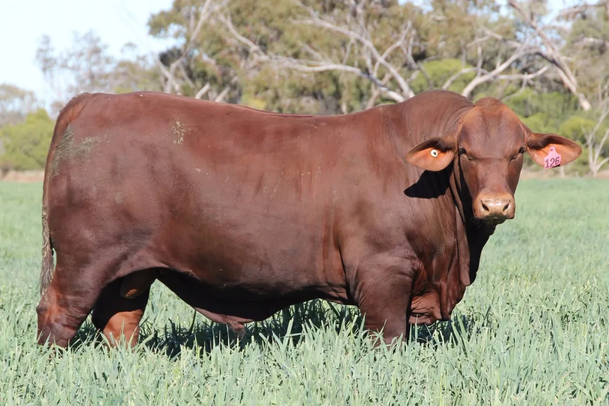 Santa Gertrudis