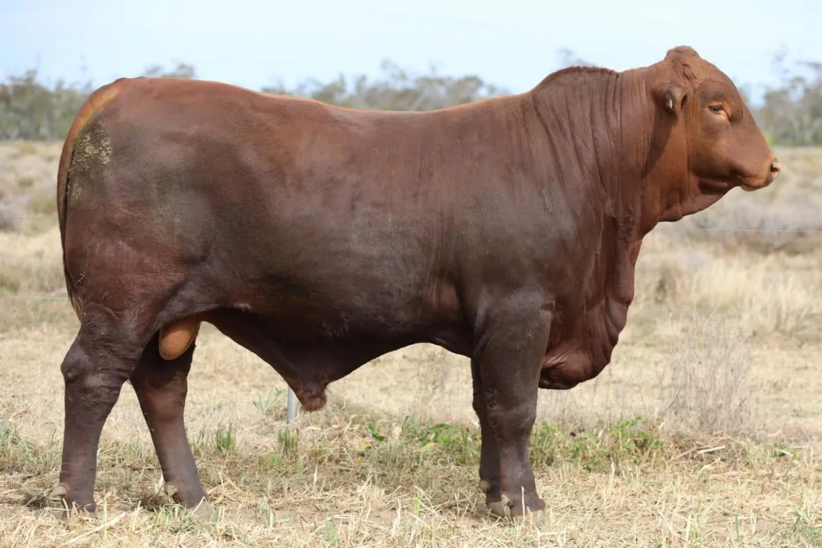 Santa Gertrudis