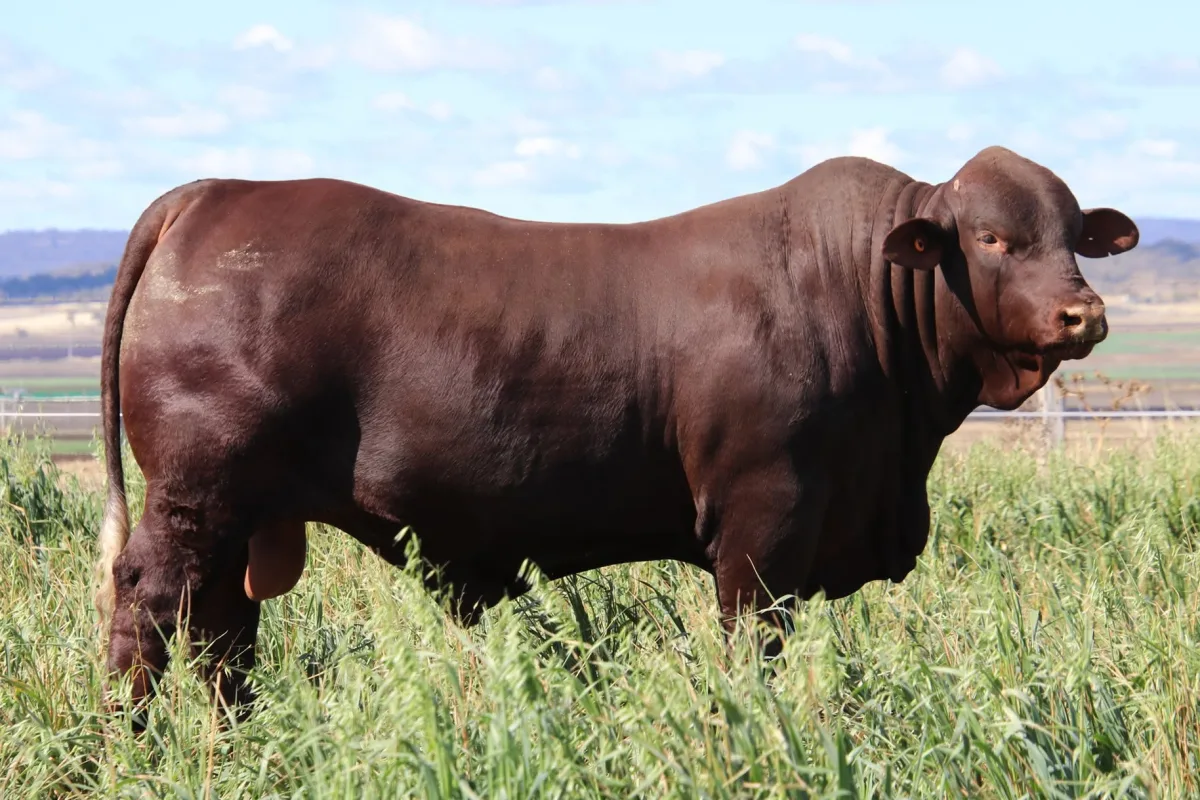 Santa Gertrudis