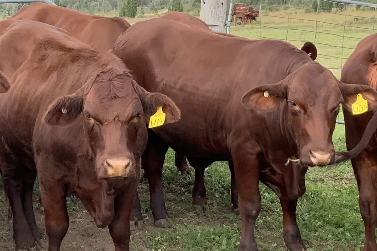Santa Gertrudis