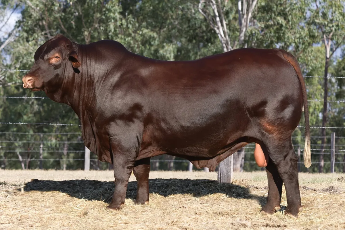 Santa Gertrudis