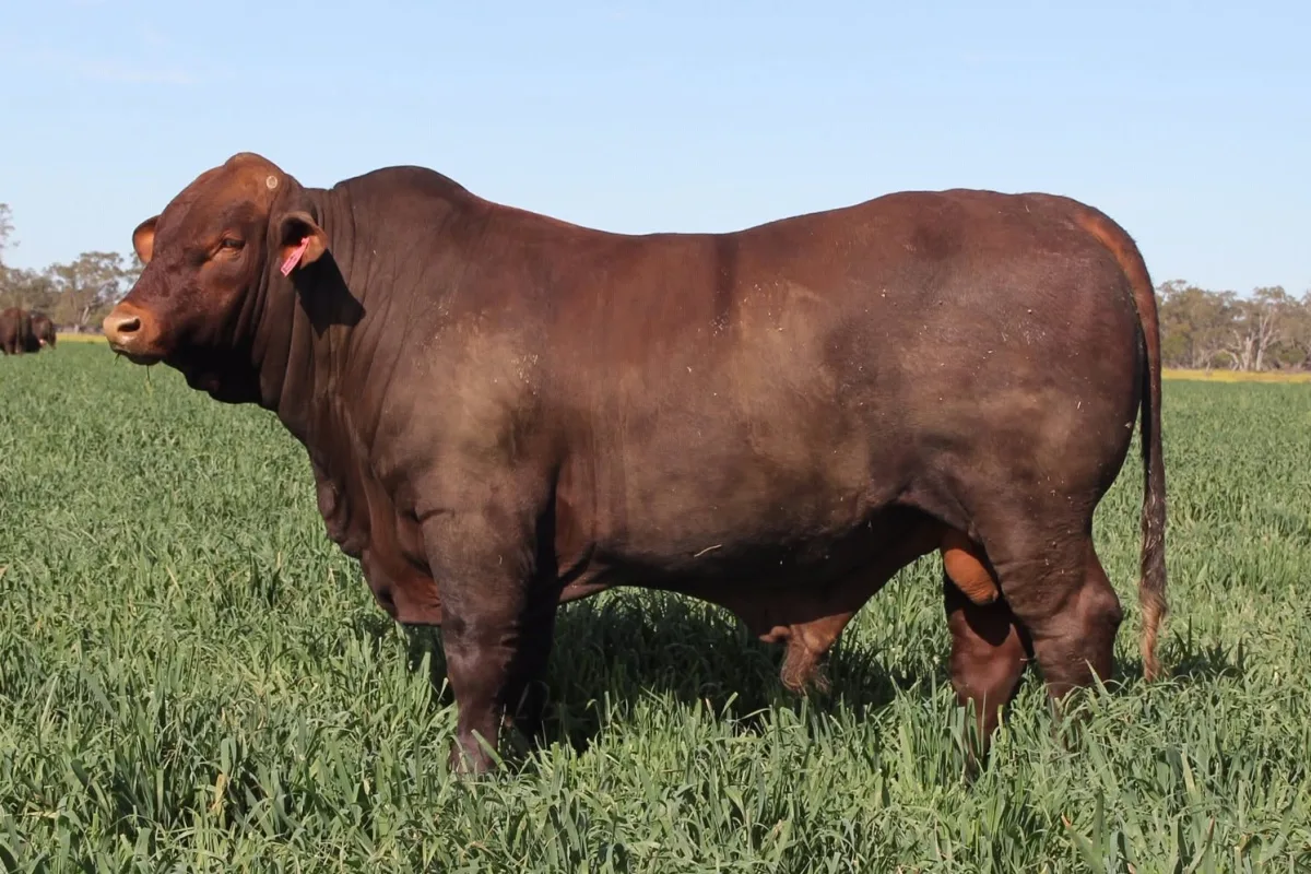 Santa Gertrudis