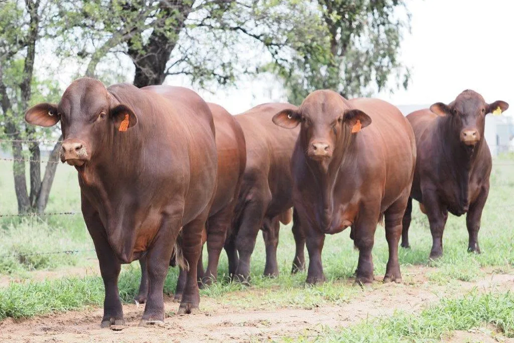 Santa Gertrudis
