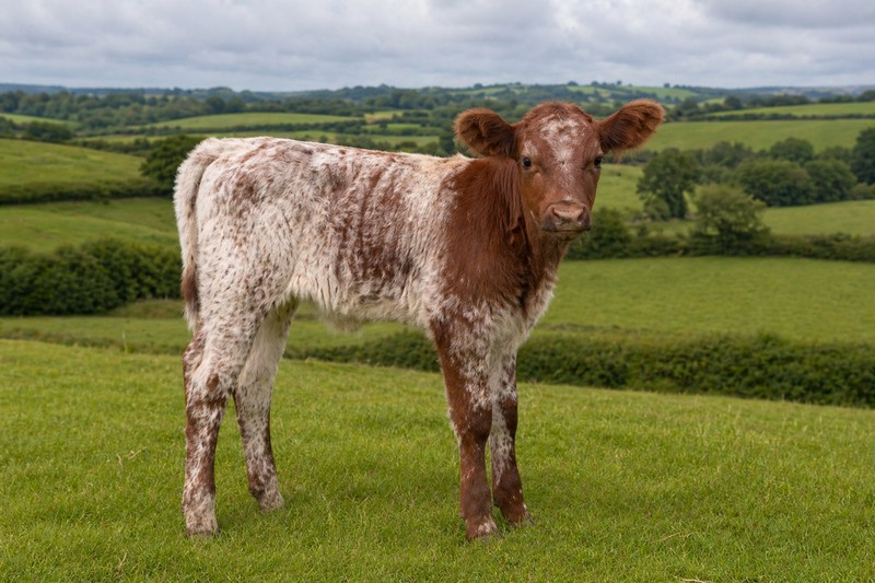 Photo Shorthorn
