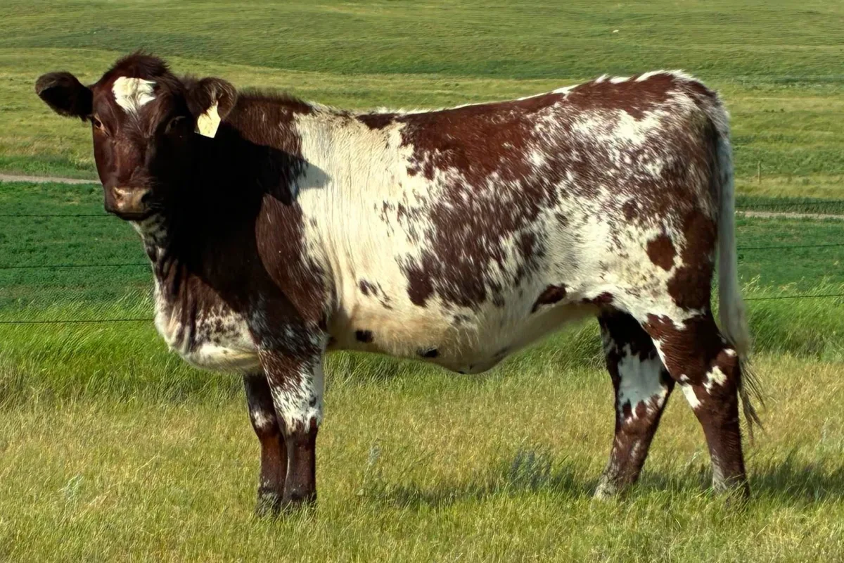 Shorthorn