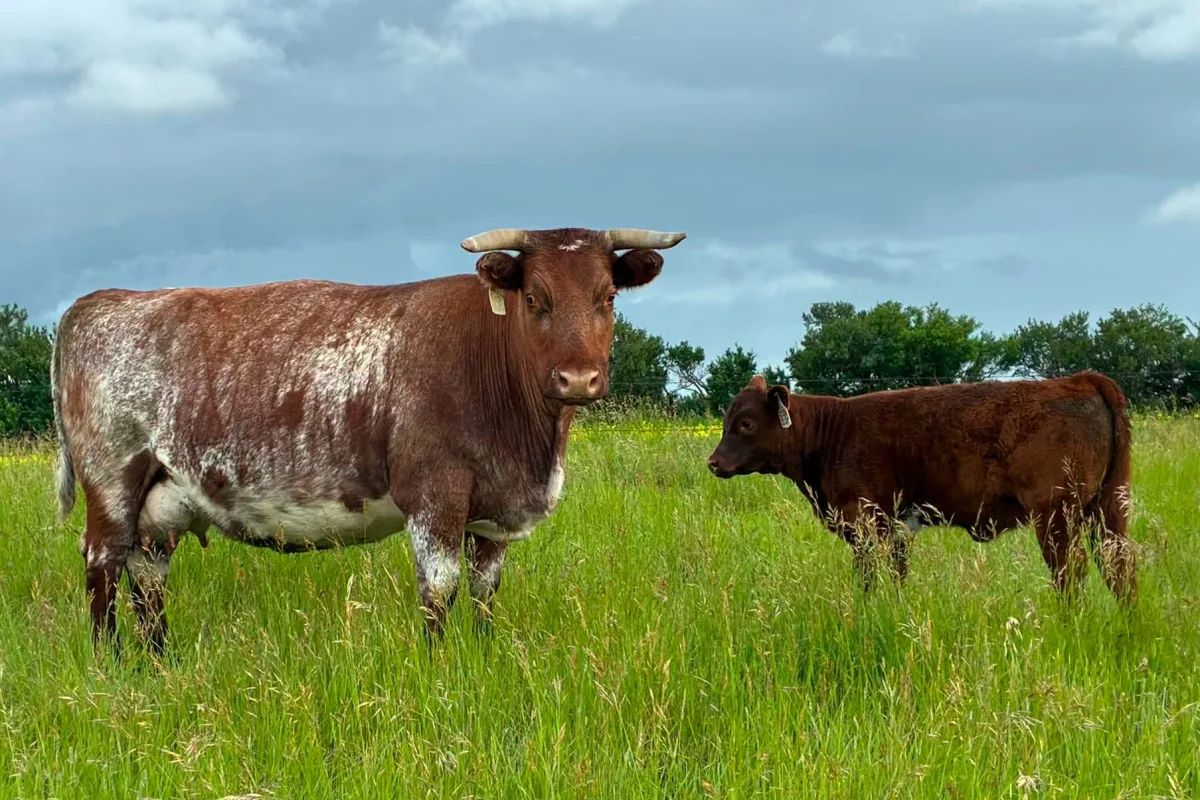 Shorthorn