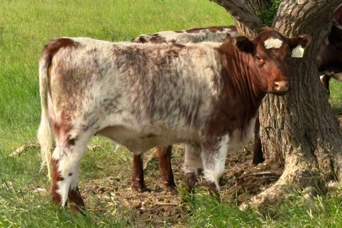 Shorthorn