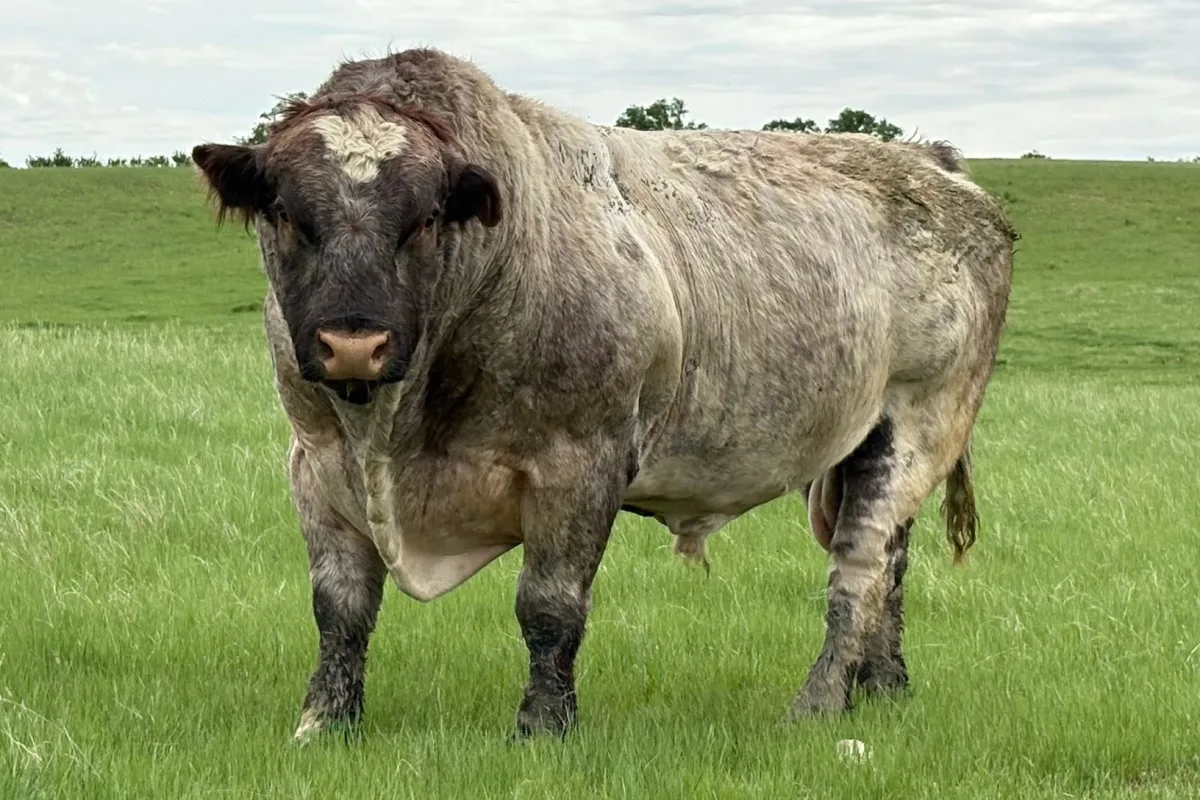 Shorthorn