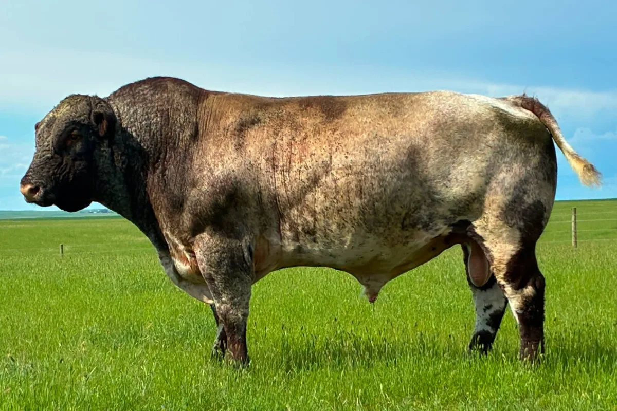Shorthorn