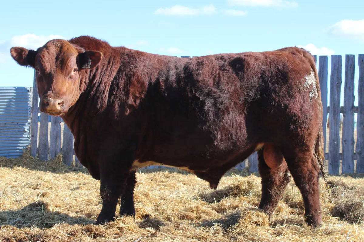 Shorthorn
