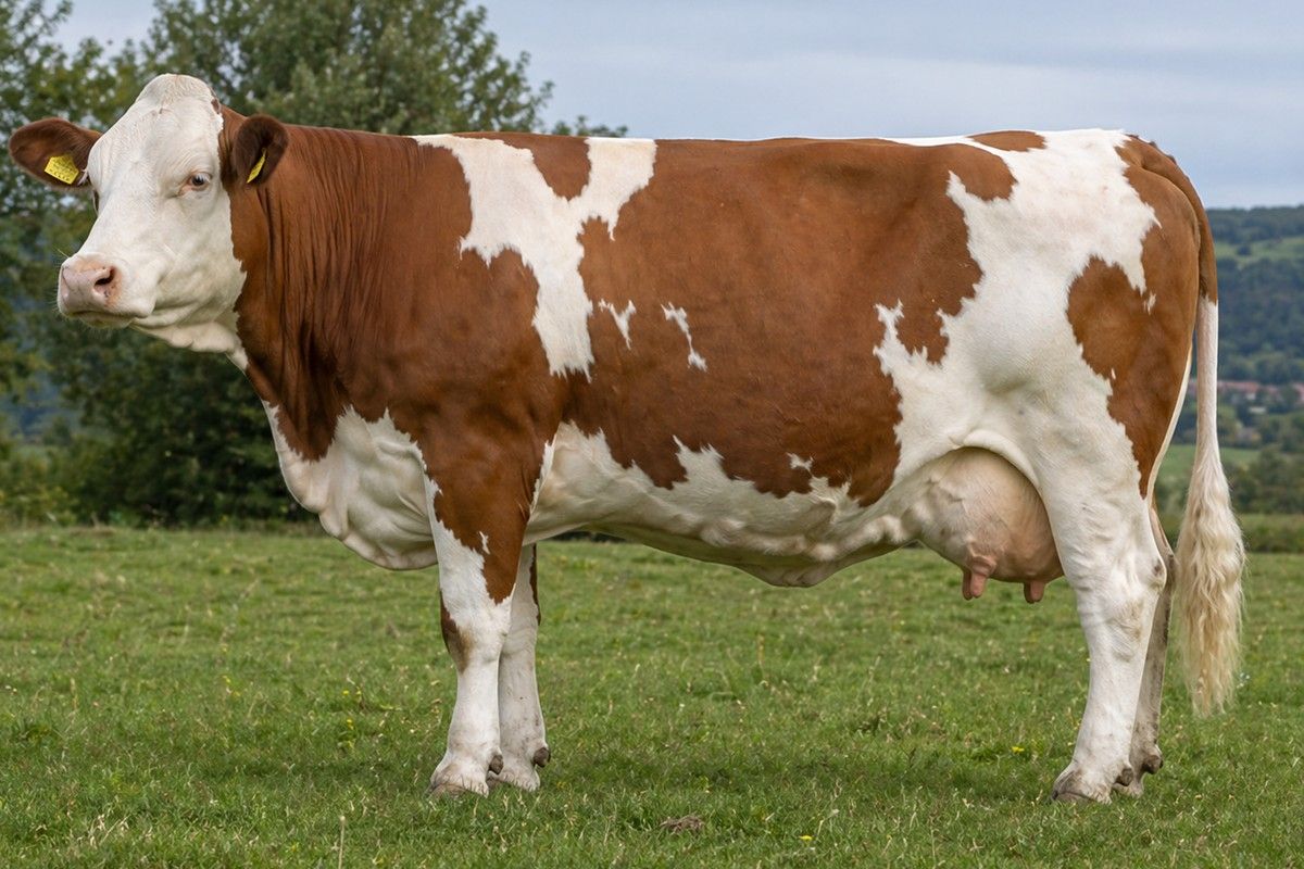 Simmental française
