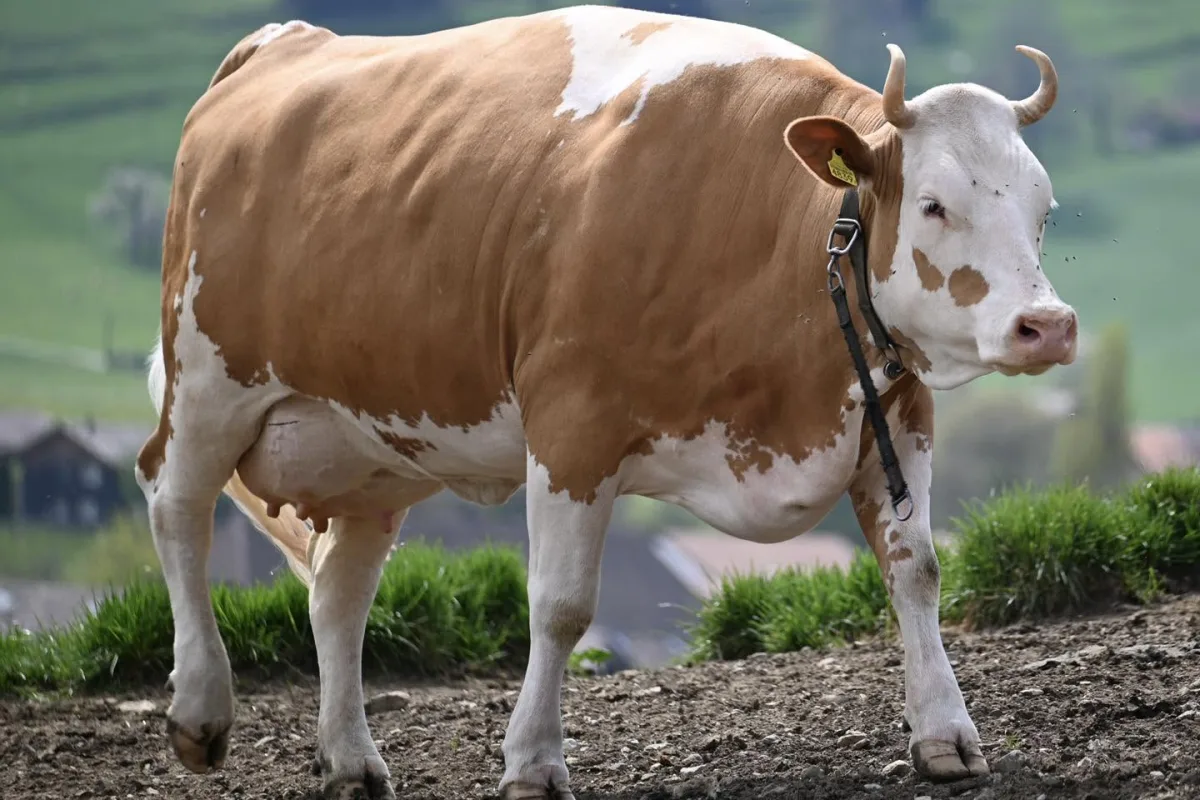 Simmental suisse
