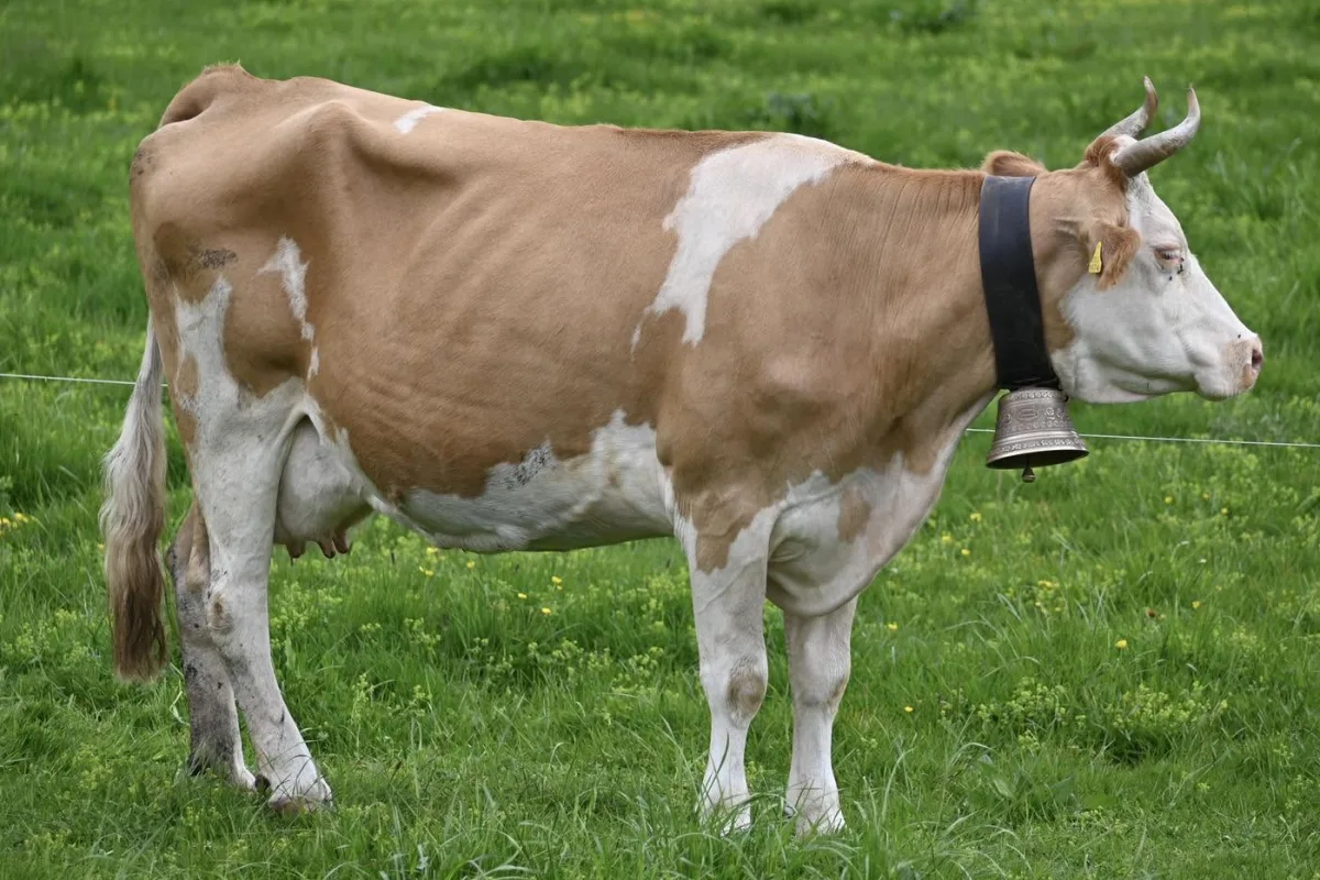 Simmental suisse