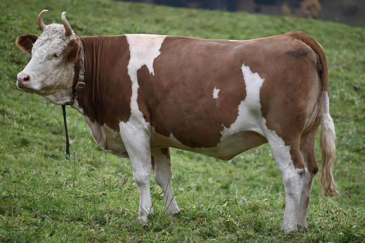 Simmental suisse