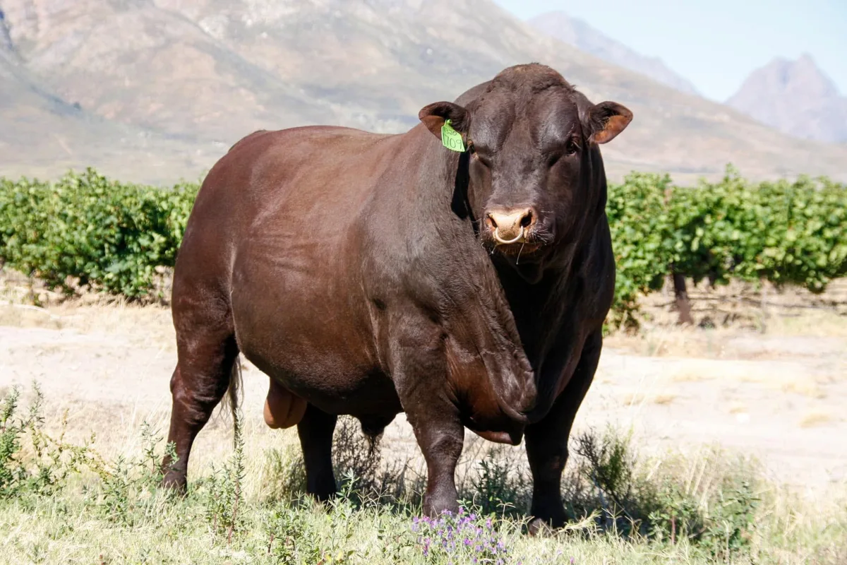 Sussex