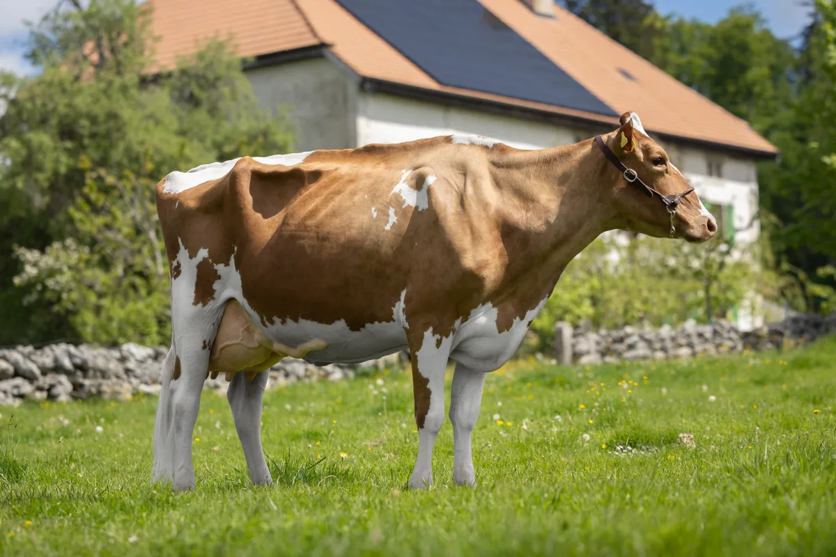 Swiss Fleckvieh