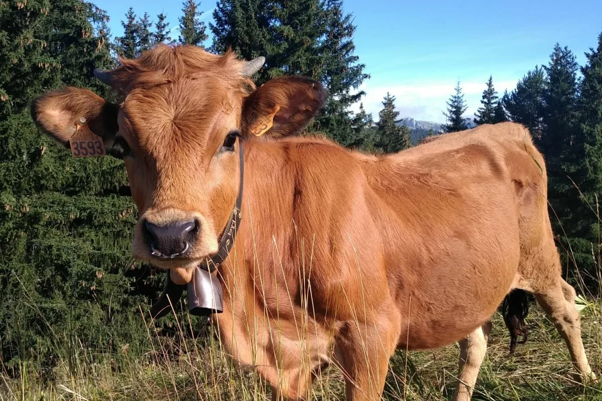 Tarentaise (Tarine)